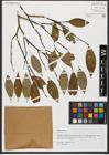 Foto von Salix hastata L.